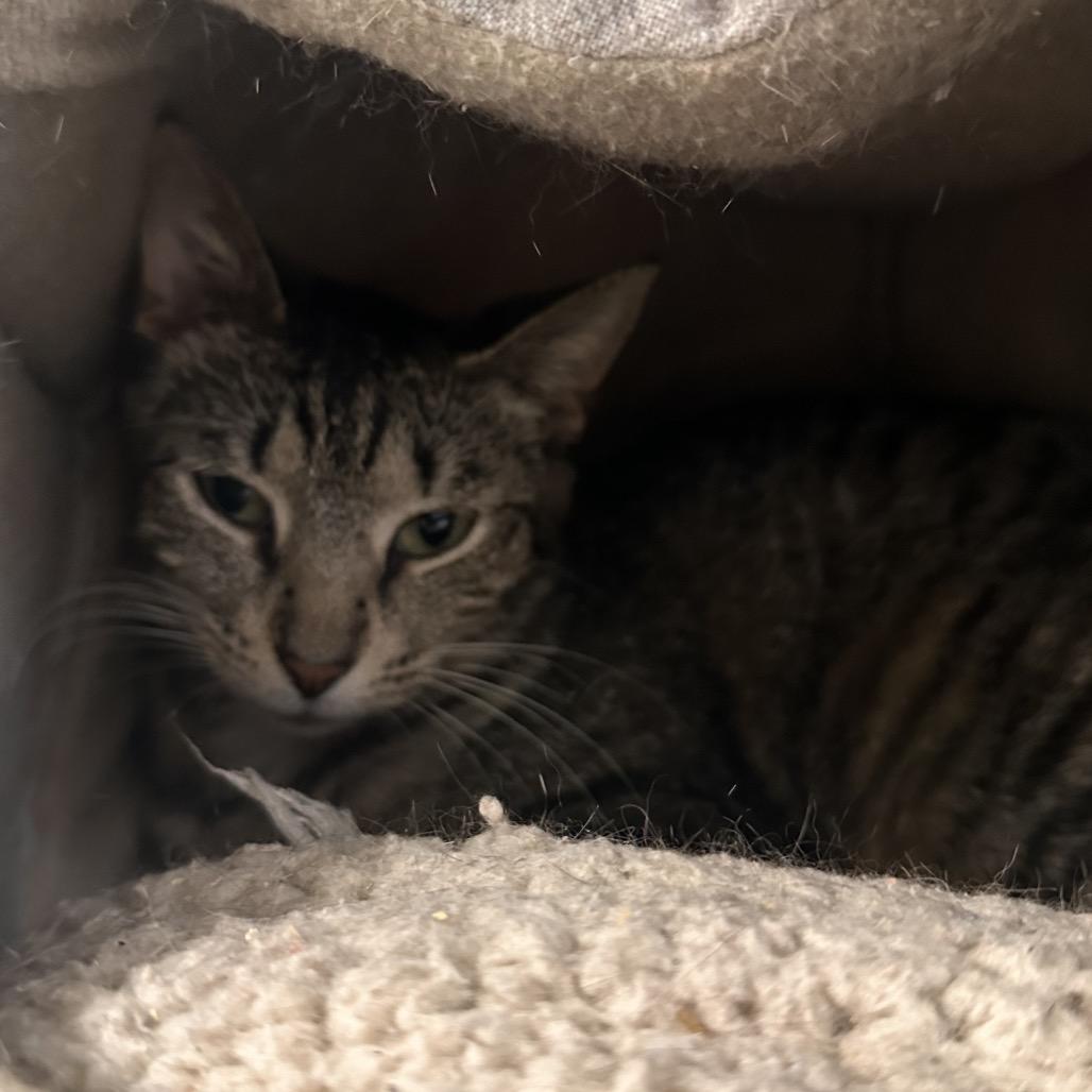 Beanie, a Adoptable Domestic Short Hair in Rocky Mount, VA image 4/5