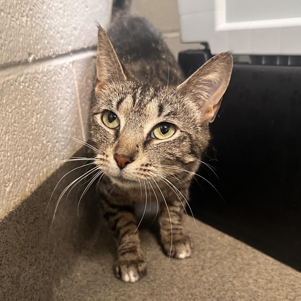Beanie, a Adoptable Domestic Short Hair in Rocky Mount, VA image 5/5