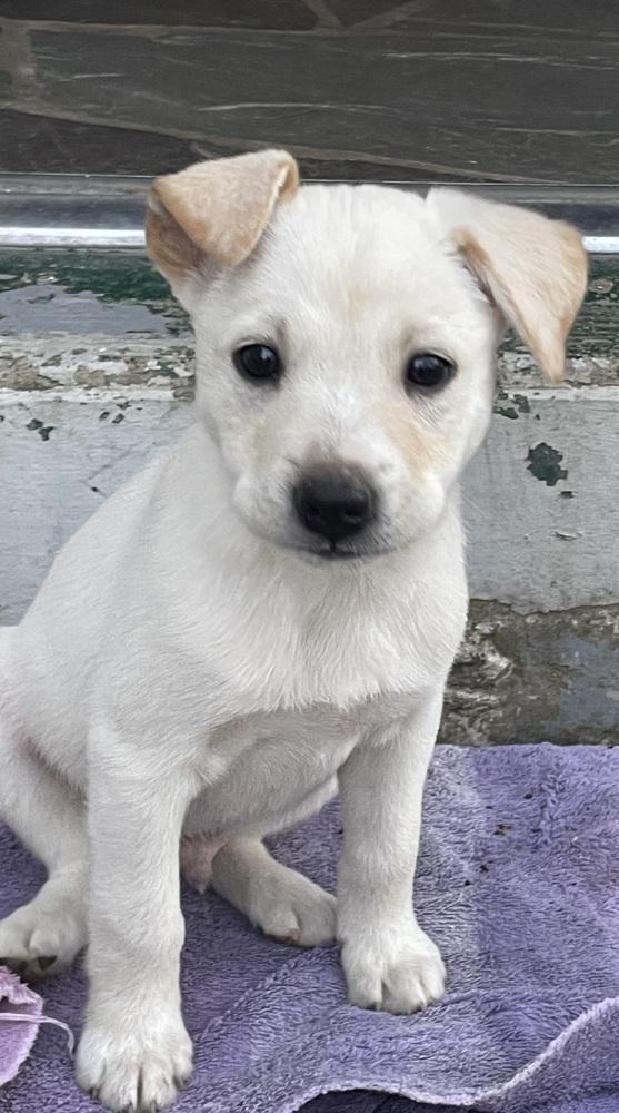 Dexter, Adoptable, Puppy Male Shepherd.