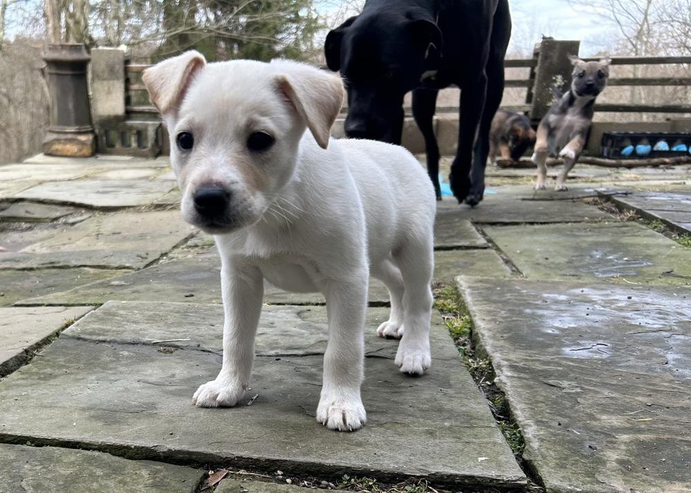 Enlarge Dexter, a Adoptable Shepherd in Jefferson Hills, PA image 2/3