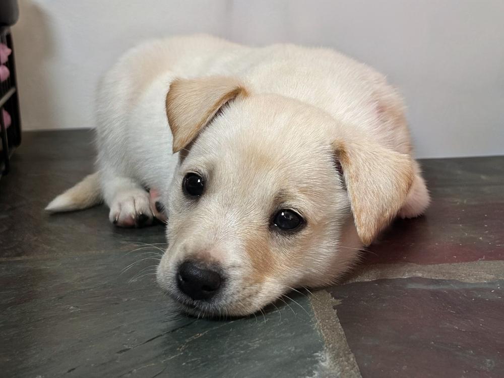 Enlarge Dexter, a Adoptable Shepherd in Jefferson Hills, PA image 3/3