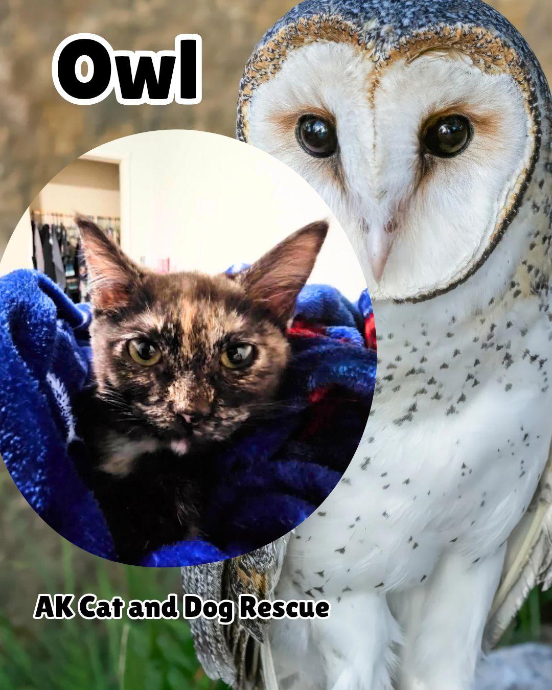 Owl, Adoptable, Kitten Female Domestic Long Hair.