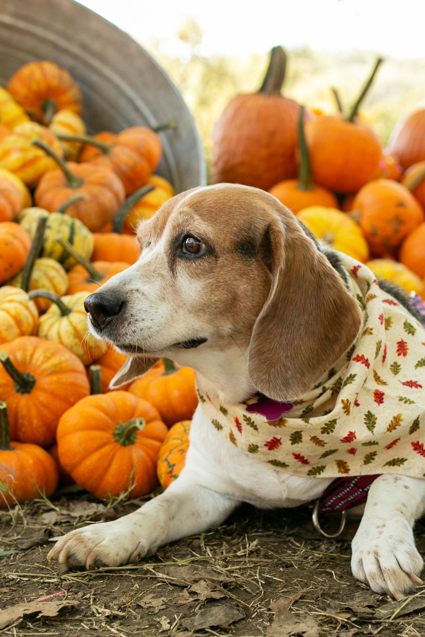 Madeline, Adoptable, Senior Female Beagle.