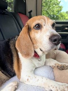 Madeline {COMING SOON}, Adoptable, Senior Female Beagle.