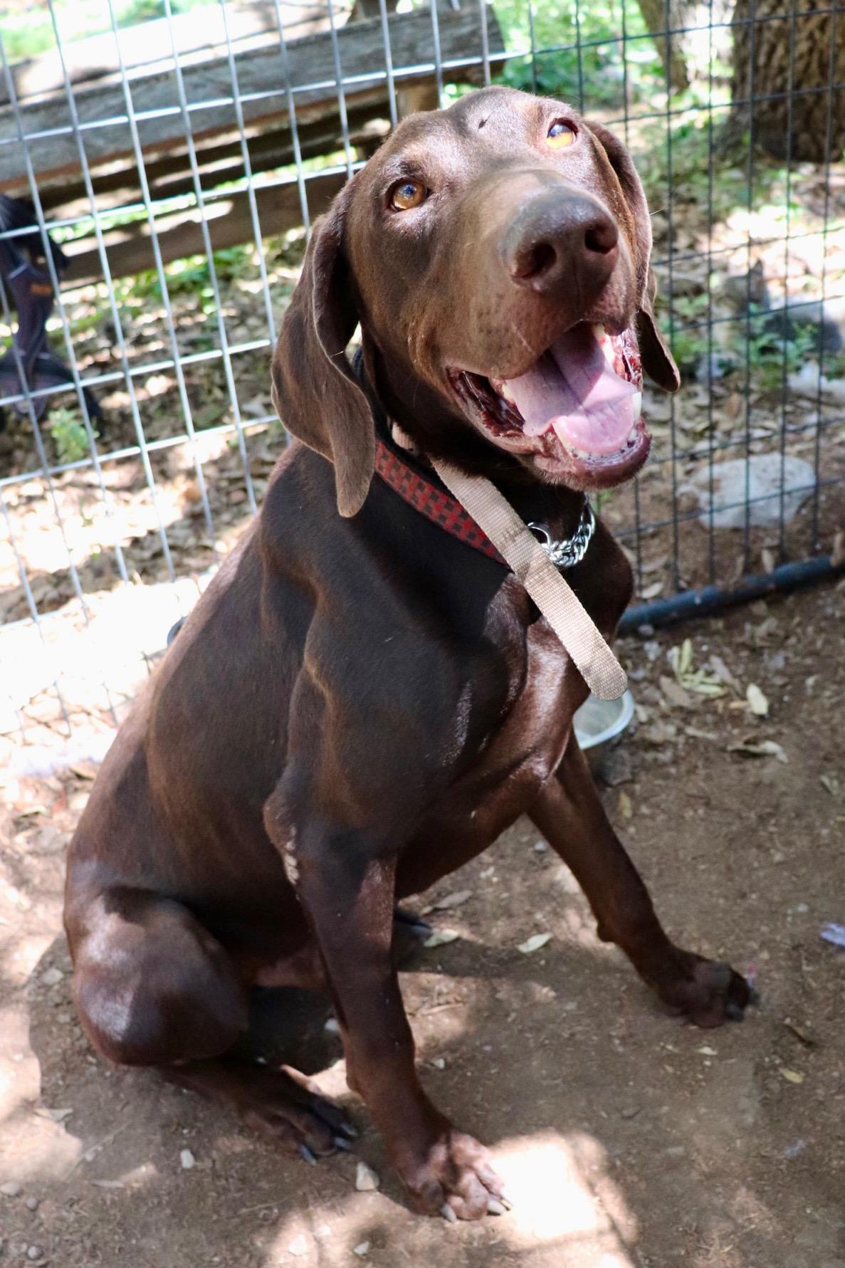 Kane, Adopted, Adult Male German Shorthaired Pointer.