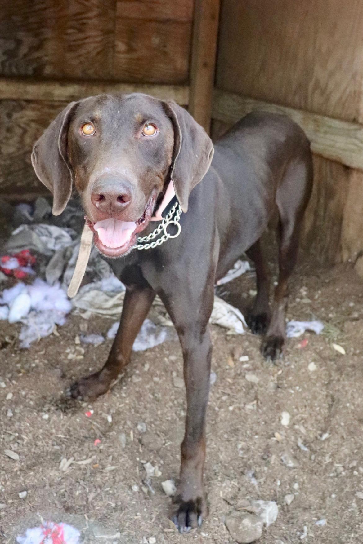Enlarge Kane, a Adopted German Shorthaired Pointer in Leakey, TX image 2/5