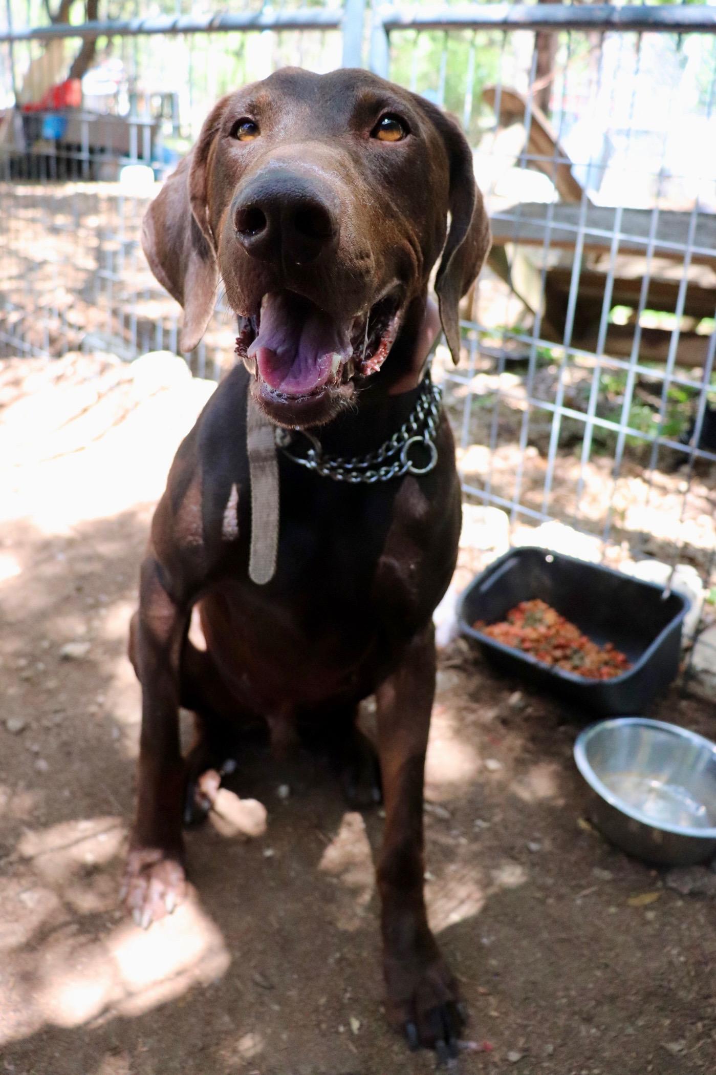 Enlarge Kane, a Adopted German Shorthaired Pointer in Leakey, TX image 3/5