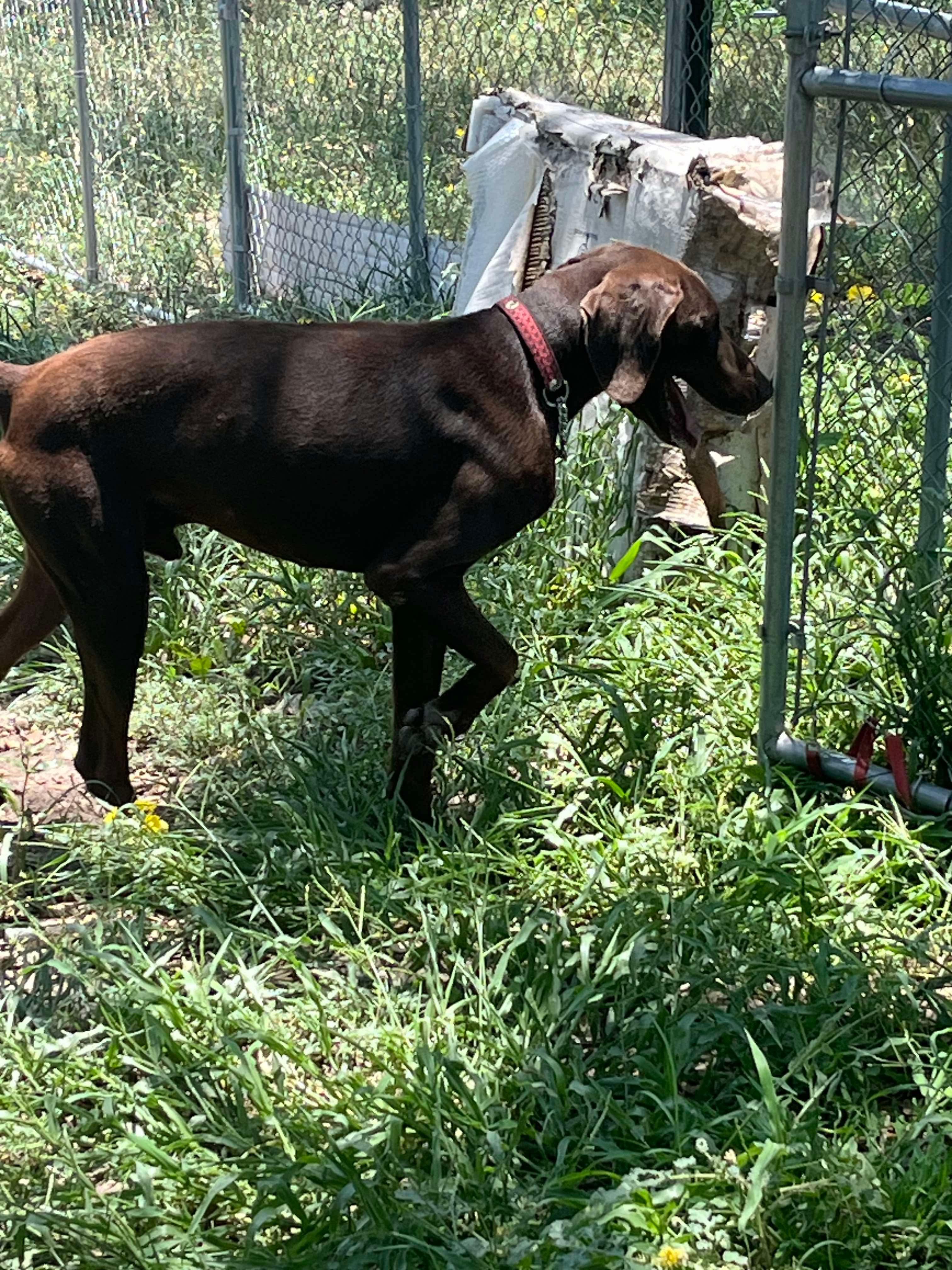 Enlarge Kane, a Adopted German Shorthaired Pointer in Leakey, TX image 4/5