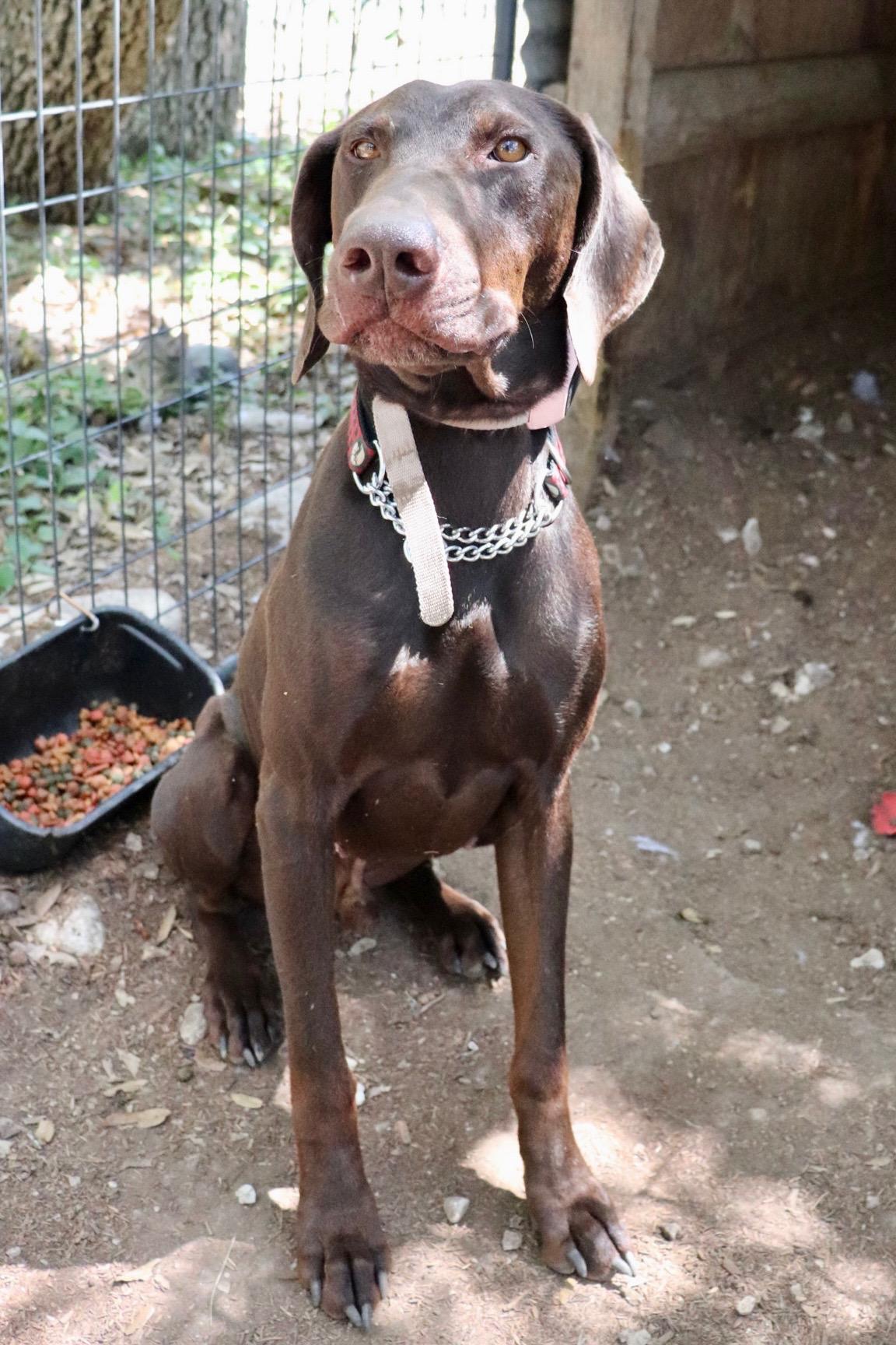 Enlarge Kane, a Adopted German Shorthaired Pointer in Leakey, TX image 5/5