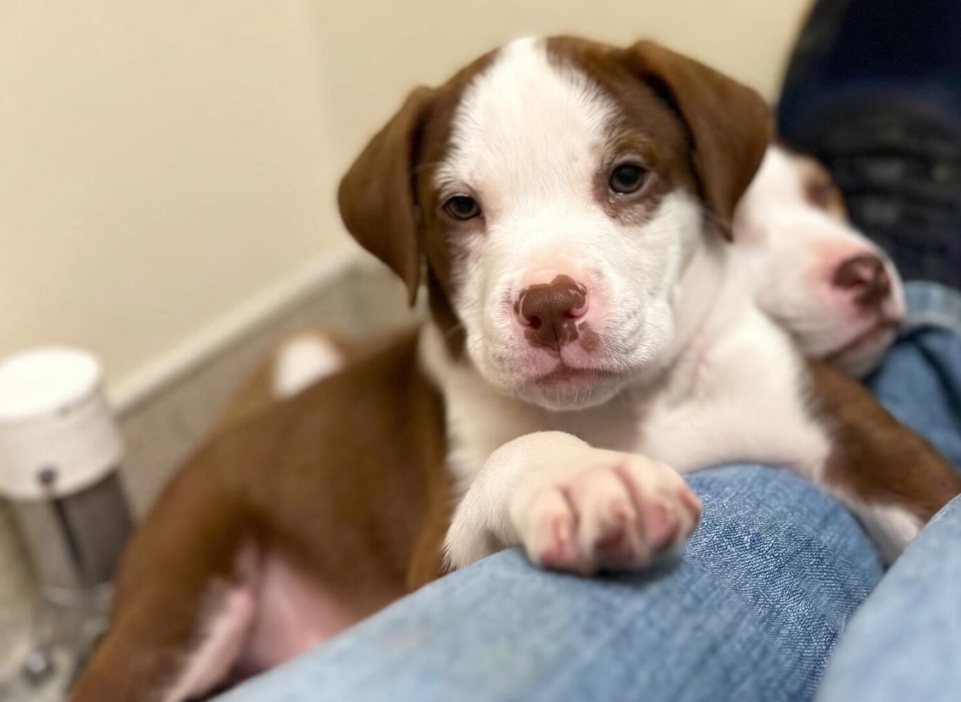 Enlarge Jason Drool-O, a Adoptable mixed breed in Newland, NC image 2/3