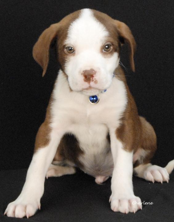 Enlarge Jason Drool-O, a Adoptable mixed breed in Newland, NC image 1/3