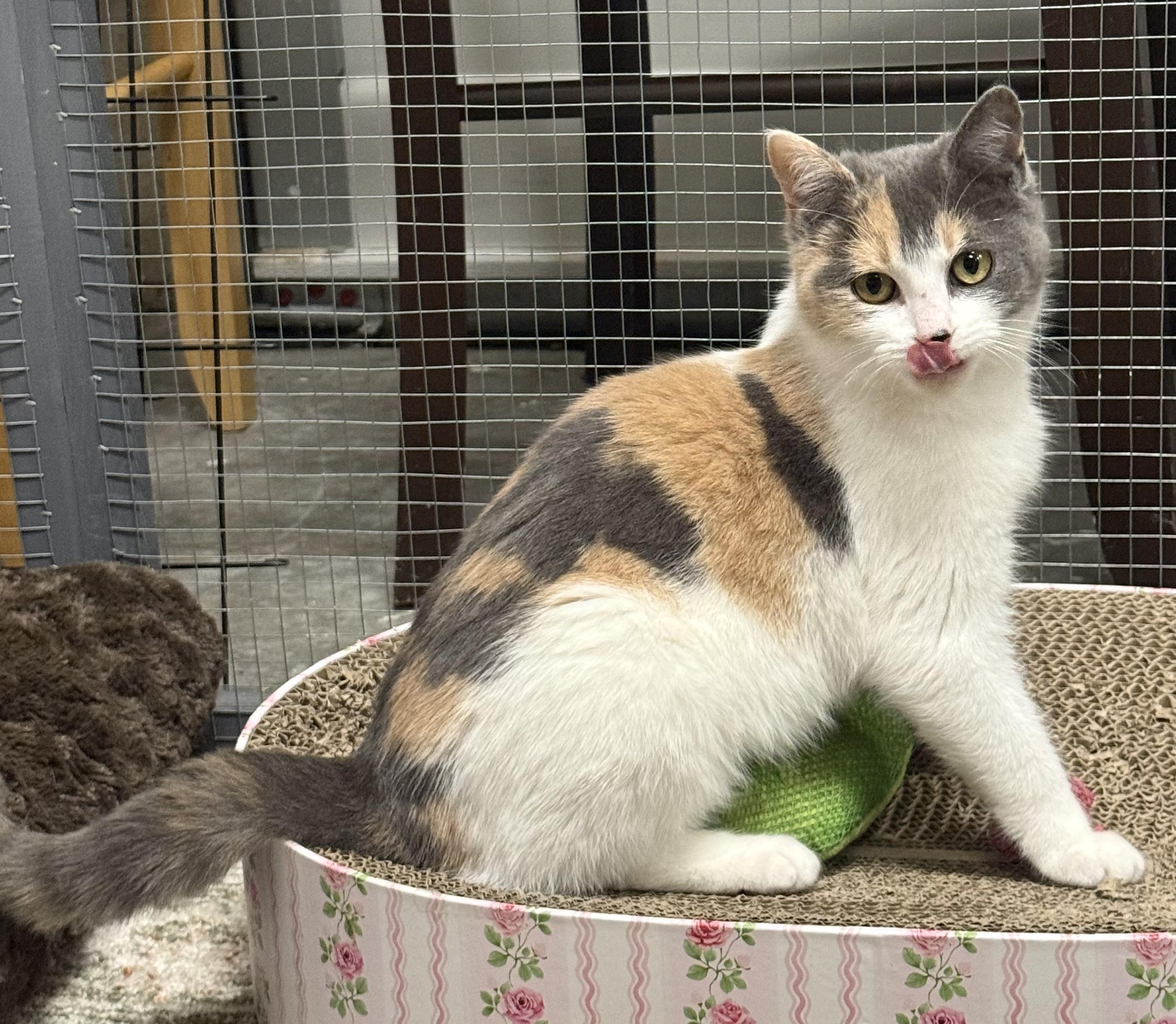 Enlarge Pauline, an adopted Calico in CANONSBURG, PA image 2/6