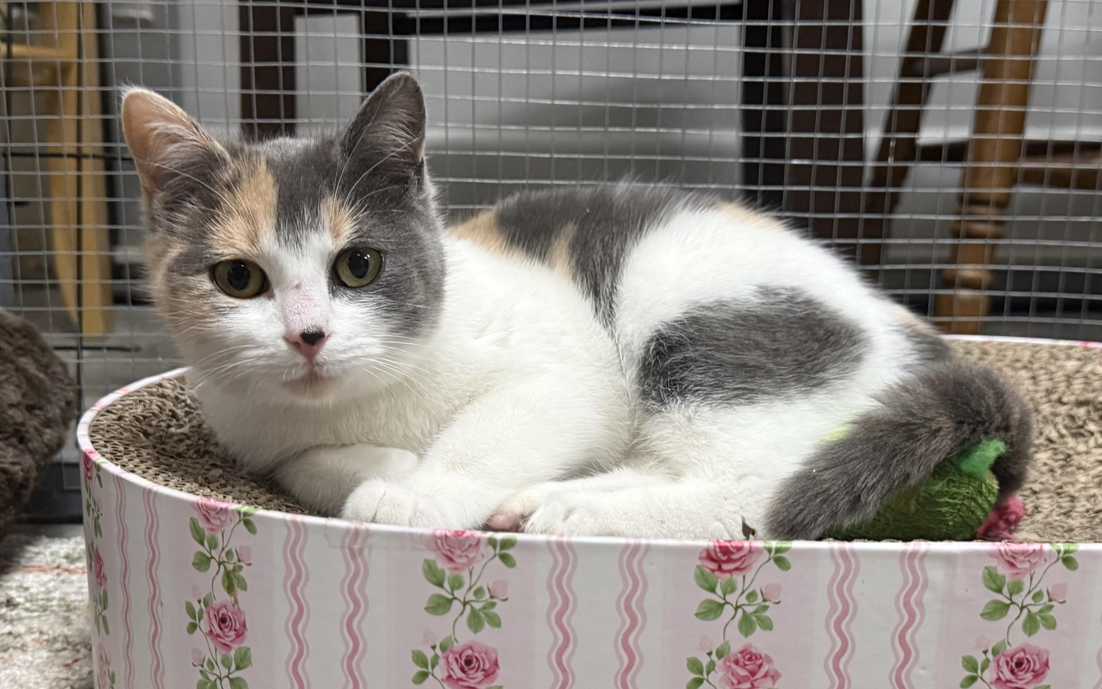 Enlarge Pauline, an adopted Calico in CANONSBURG, PA image 4/6