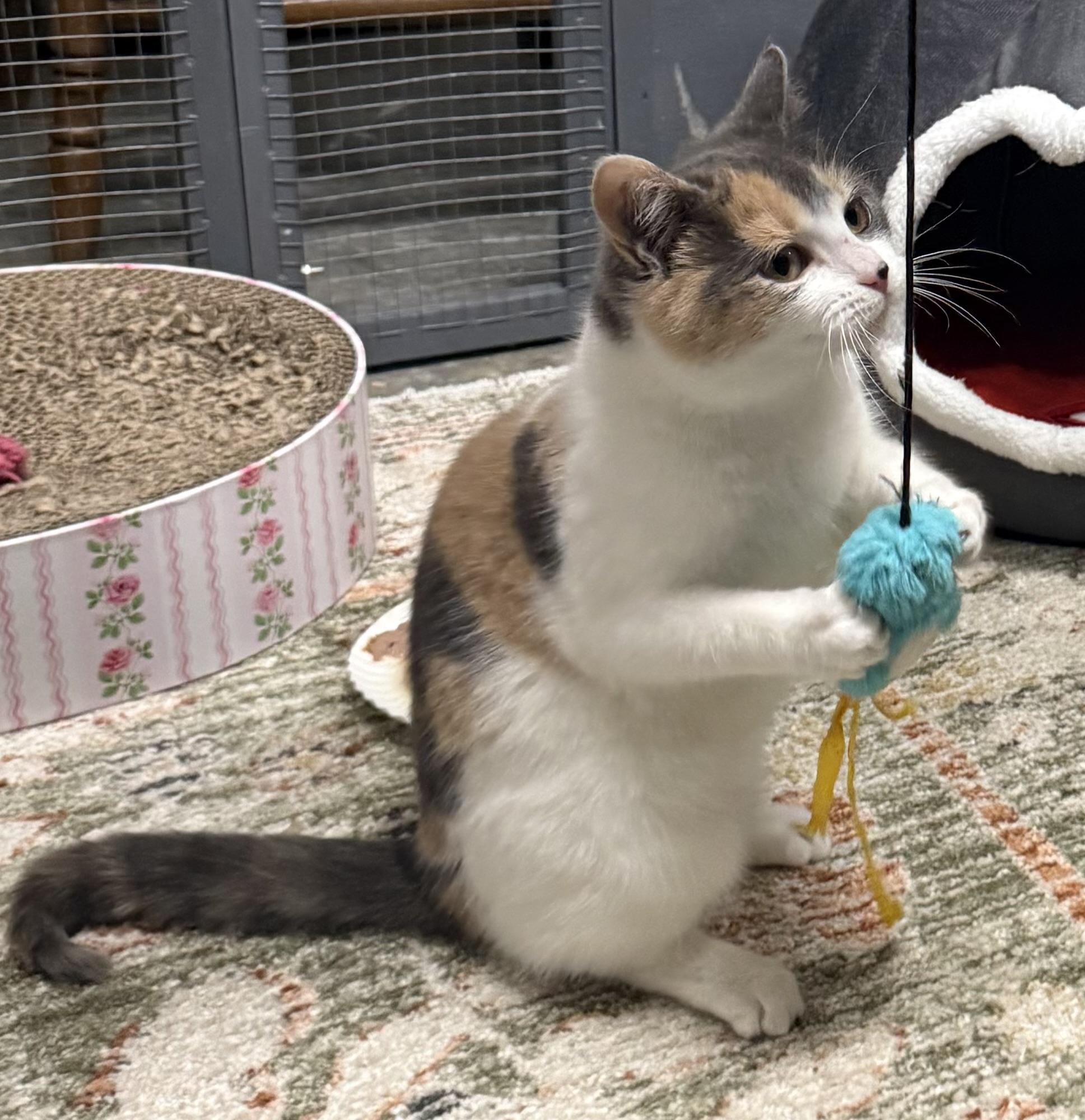 Enlarge Pauline, an adopted Calico in CANONSBURG, PA image 5/6