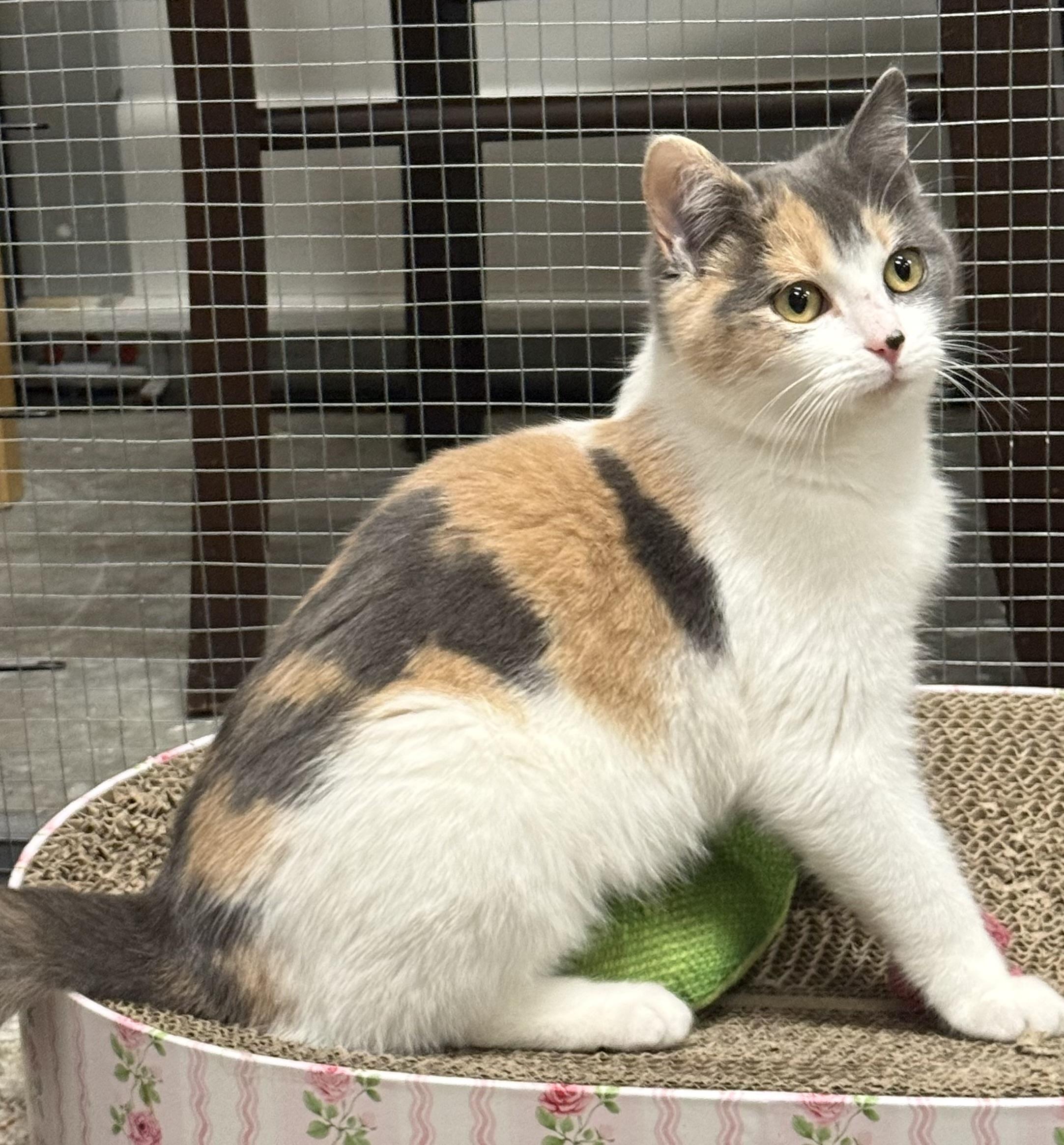 Enlarge Pauline, an adopted Calico in CANONSBURG, PA image 1/6