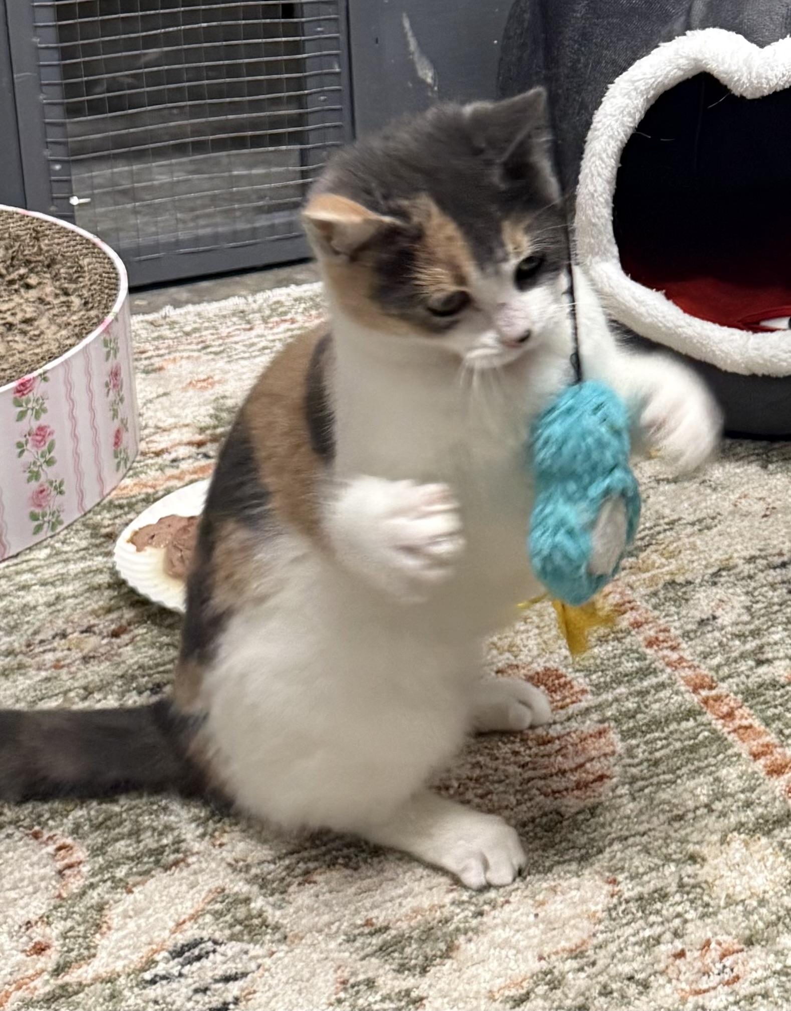 Enlarge Pauline, an adopted Calico in CANONSBURG, PA image 3/6