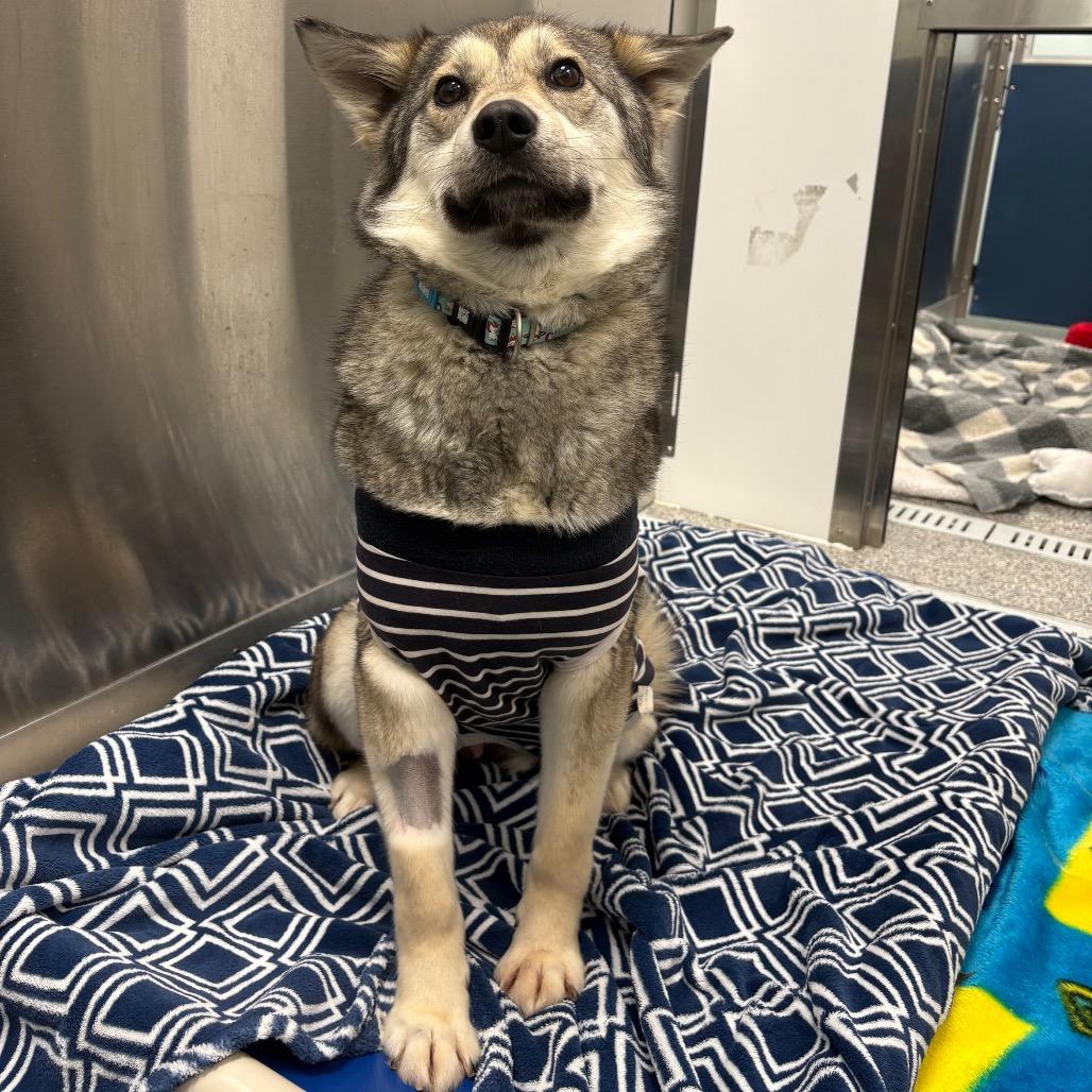 Enlarge Silver, a Adoptable mixed breed in Saskatoon, SK image 1/2