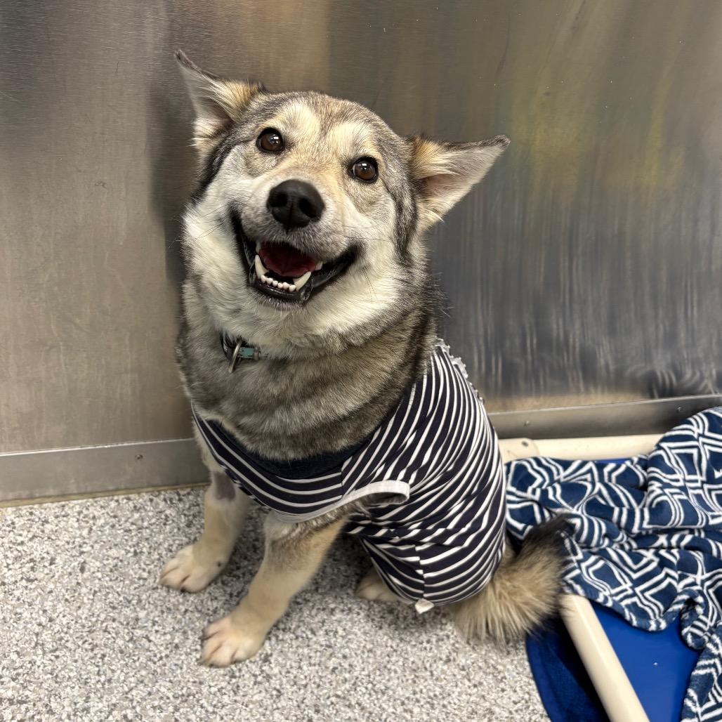 Enlarge Silver, a Adoptable mixed breed in Saskatoon, SK image 2/2