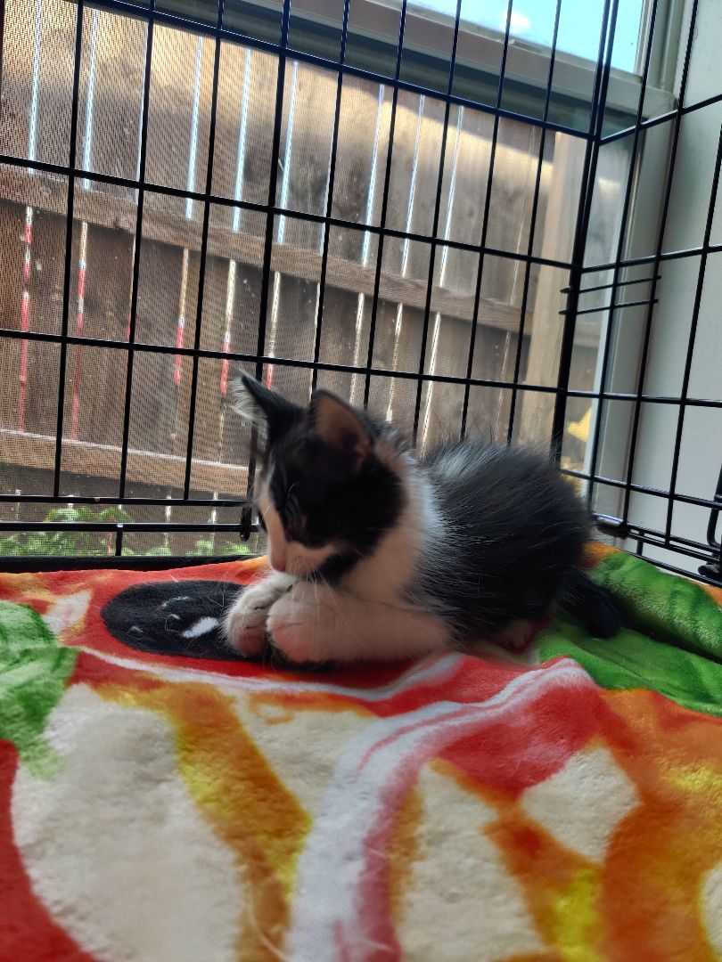 Simon, Adopted, Kitten Male Maine Coon.