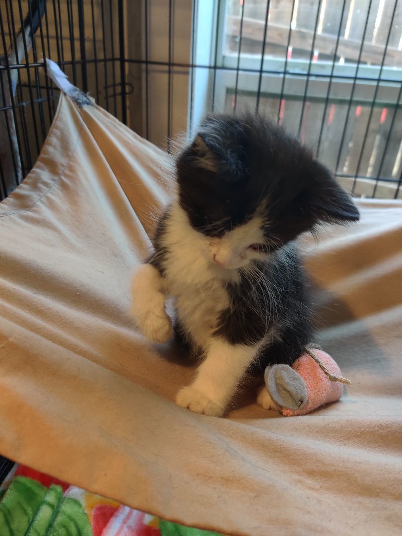 Simon, a Adopted Maine Coon in Kansas City, MO image 2/2