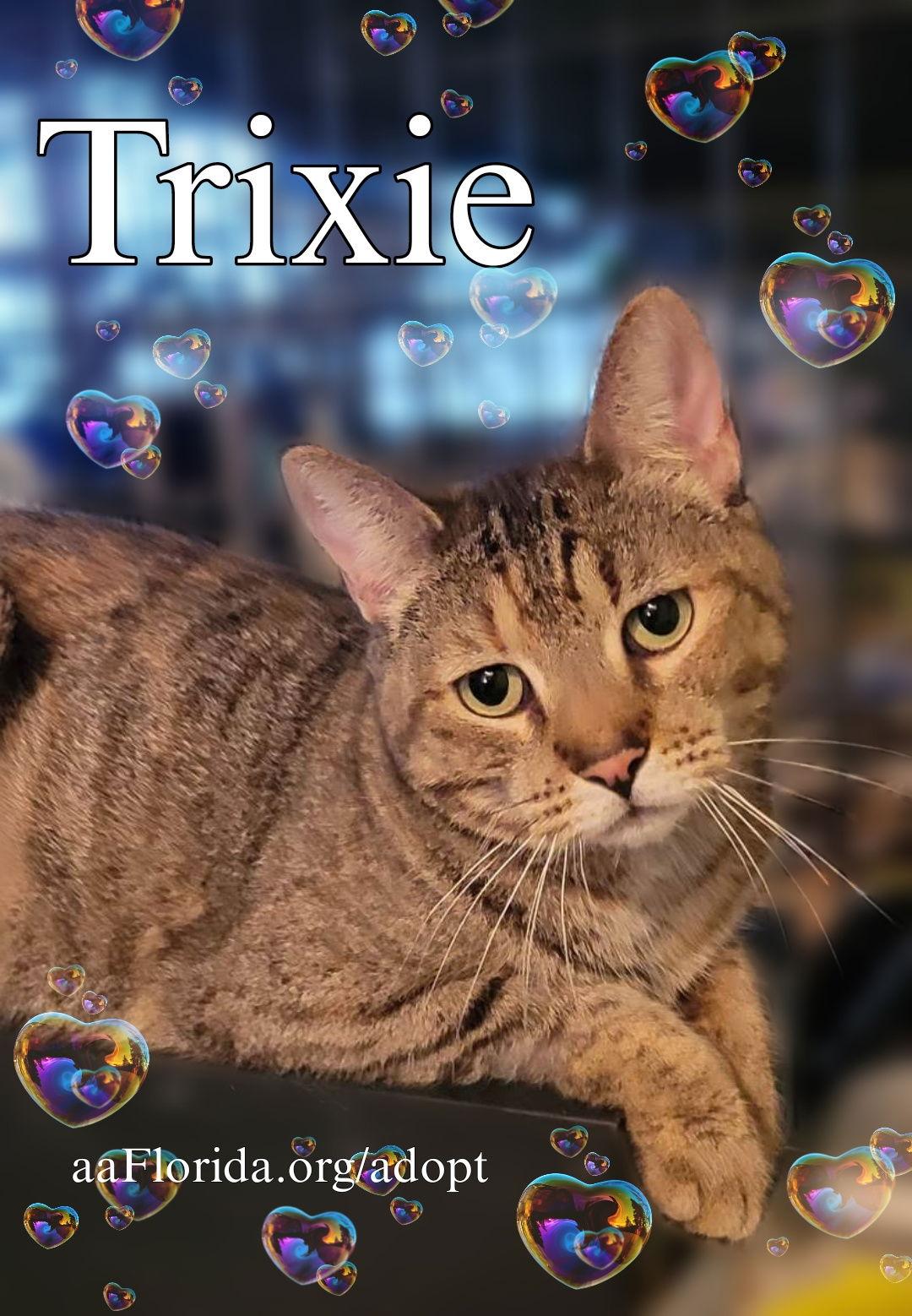 Trixie, Adoptable, Young Female Tortoiseshell & Domestic Short Hair.