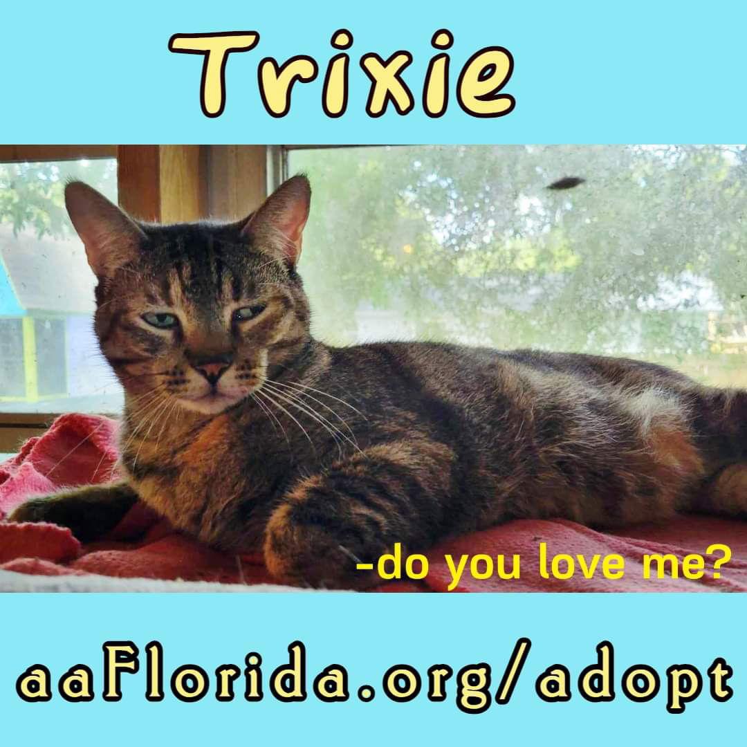 Enlarge Trixie, a Adoptable mixed breed in Pensacola, FL image 2/3