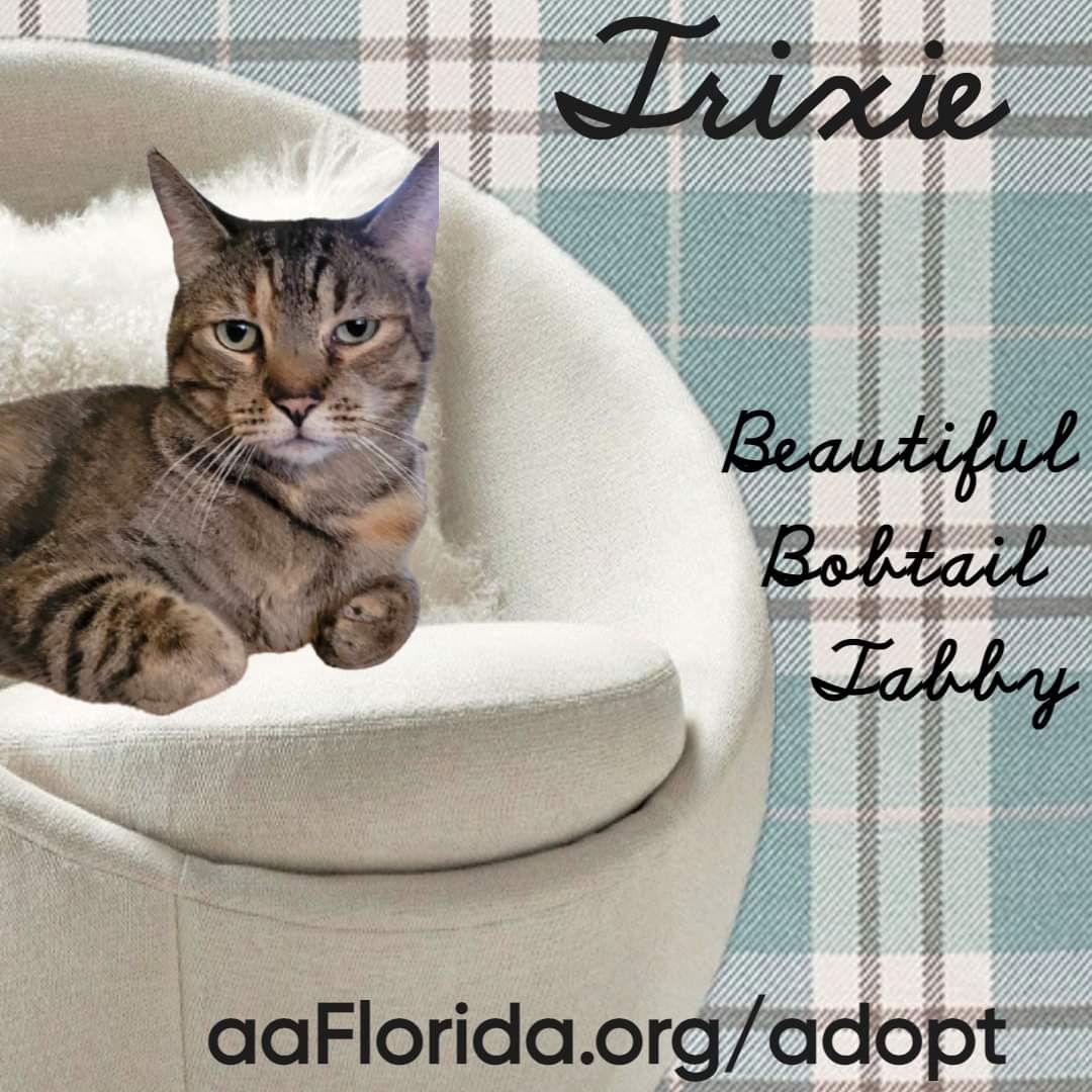 Enlarge Trixie, a Adoptable mixed breed in Pensacola, FL image 3/3