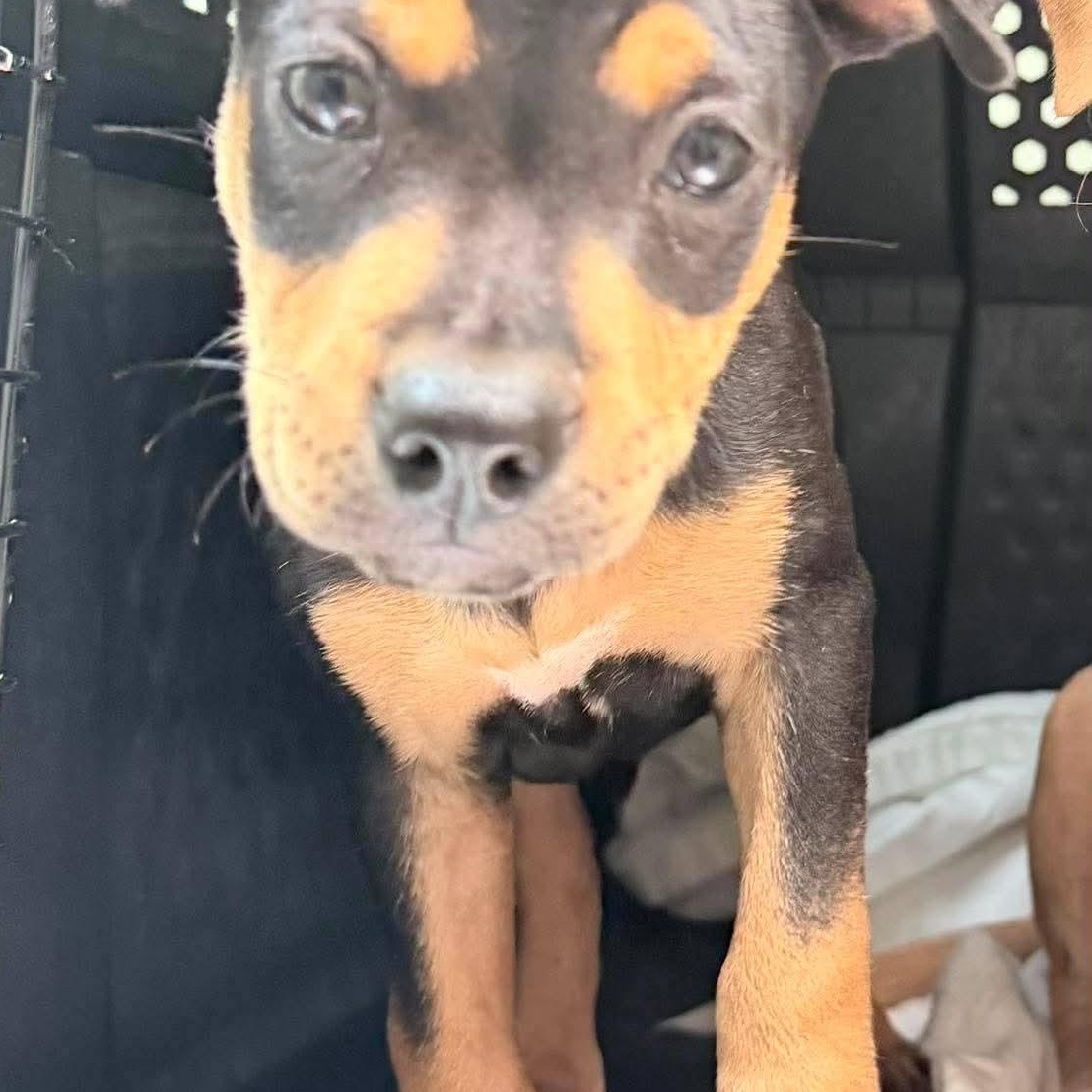 Enlarge Jabba, a Adopted Mixed Breed in East Peoria, IL image 2/3