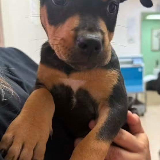 Enlarge Jabba, a Adopted Mixed Breed in East Peoria, IL image 3/3