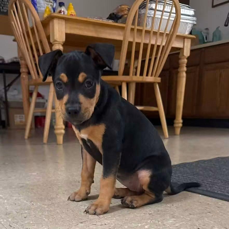 Enlarge Jabba, a Adopted Mixed Breed in East Peoria, IL image 1/3
