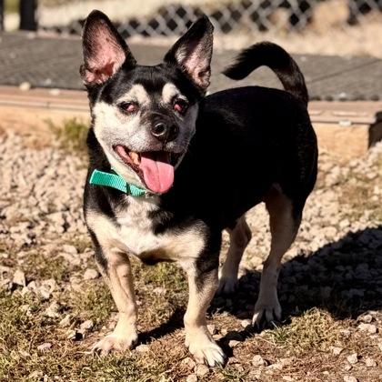 Enlarge Diesel, a ADOPTABLE mixed breed in Dubuque, IA image 1/1