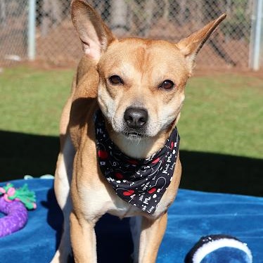 Enlarge Playdoh, a ADOPTABLE Terrier in Danbury, CT image 2/5