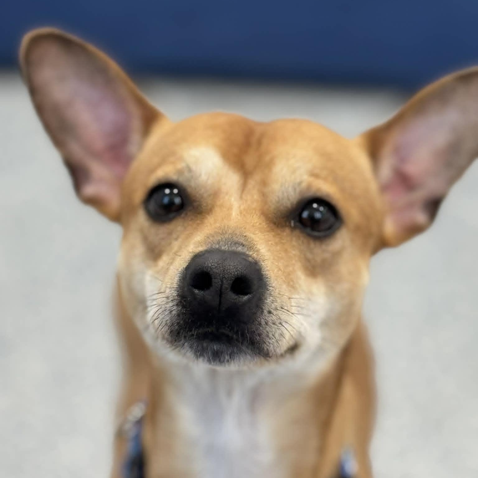 Enlarge Playdoh, a ADOPTABLE Terrier in Danbury, CT image 1/5