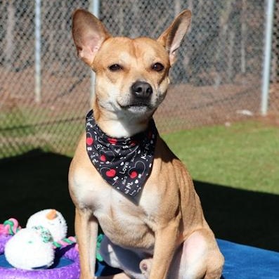 Enlarge Playdoh, a ADOPTABLE Terrier in Danbury, CT image 3/5