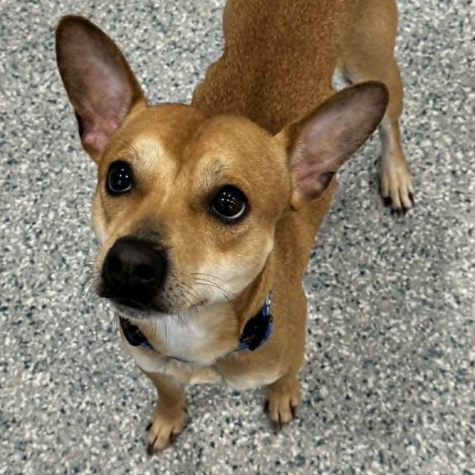 Enlarge Playdoh, a ADOPTABLE Terrier in Danbury, CT image 5/5