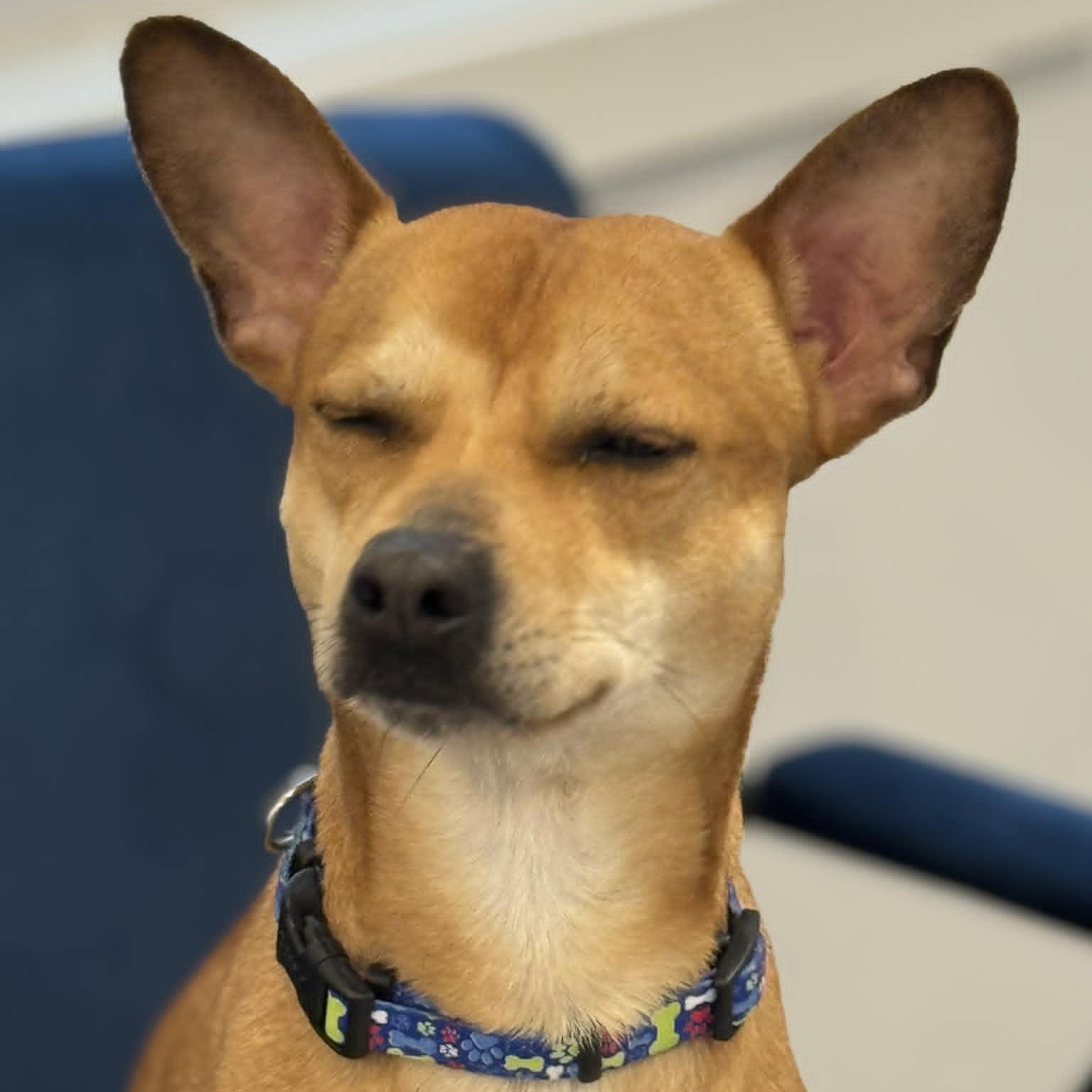 Enlarge Playdoh, a ADOPTABLE Terrier in Danbury, CT image 4/5