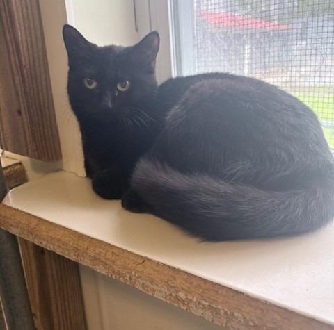 Pearl, Adoptable, Young Female Domestic Short Hair.