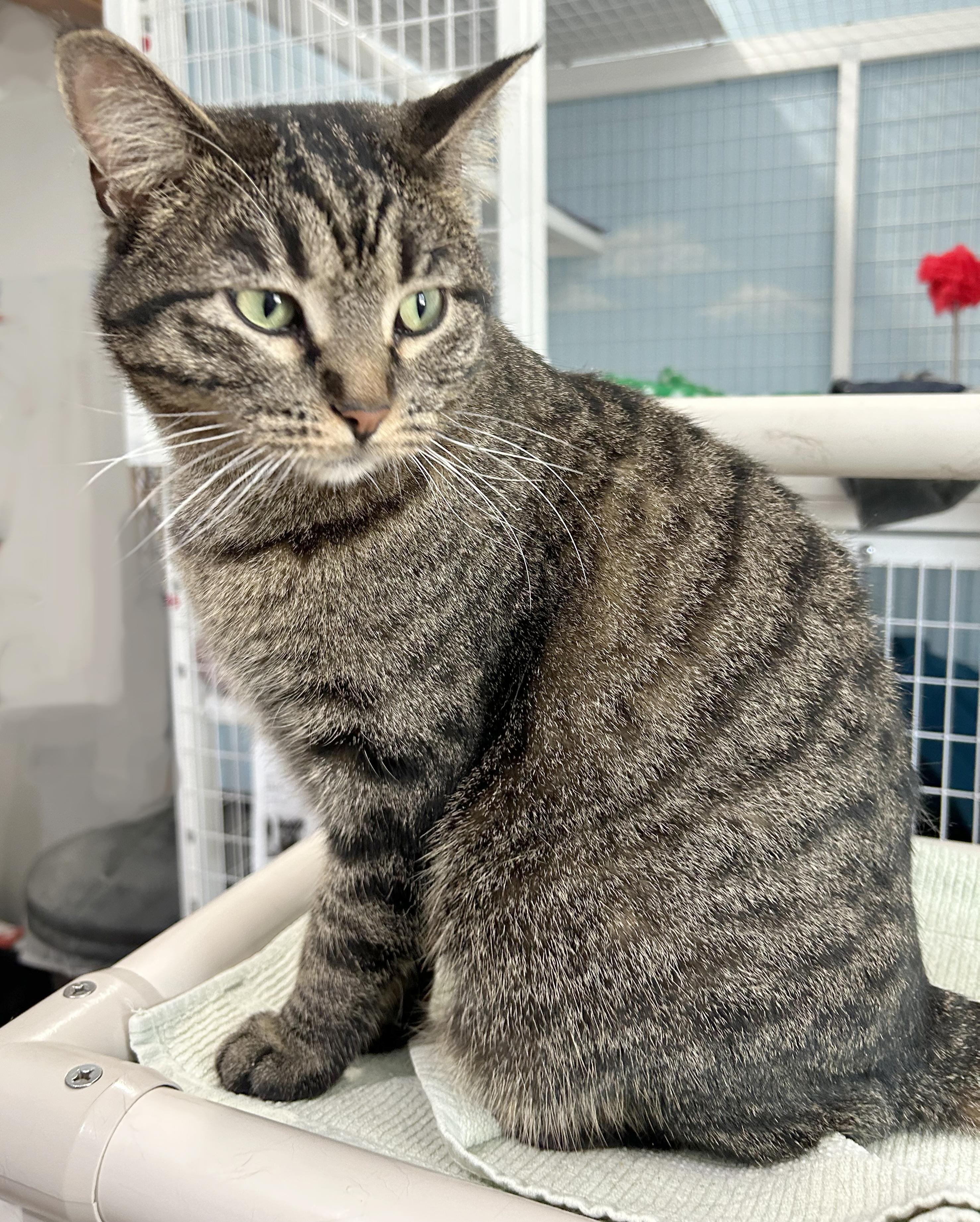 Enlarge Clare, a Adoptable Tabby in Parkville, MO image 6/6