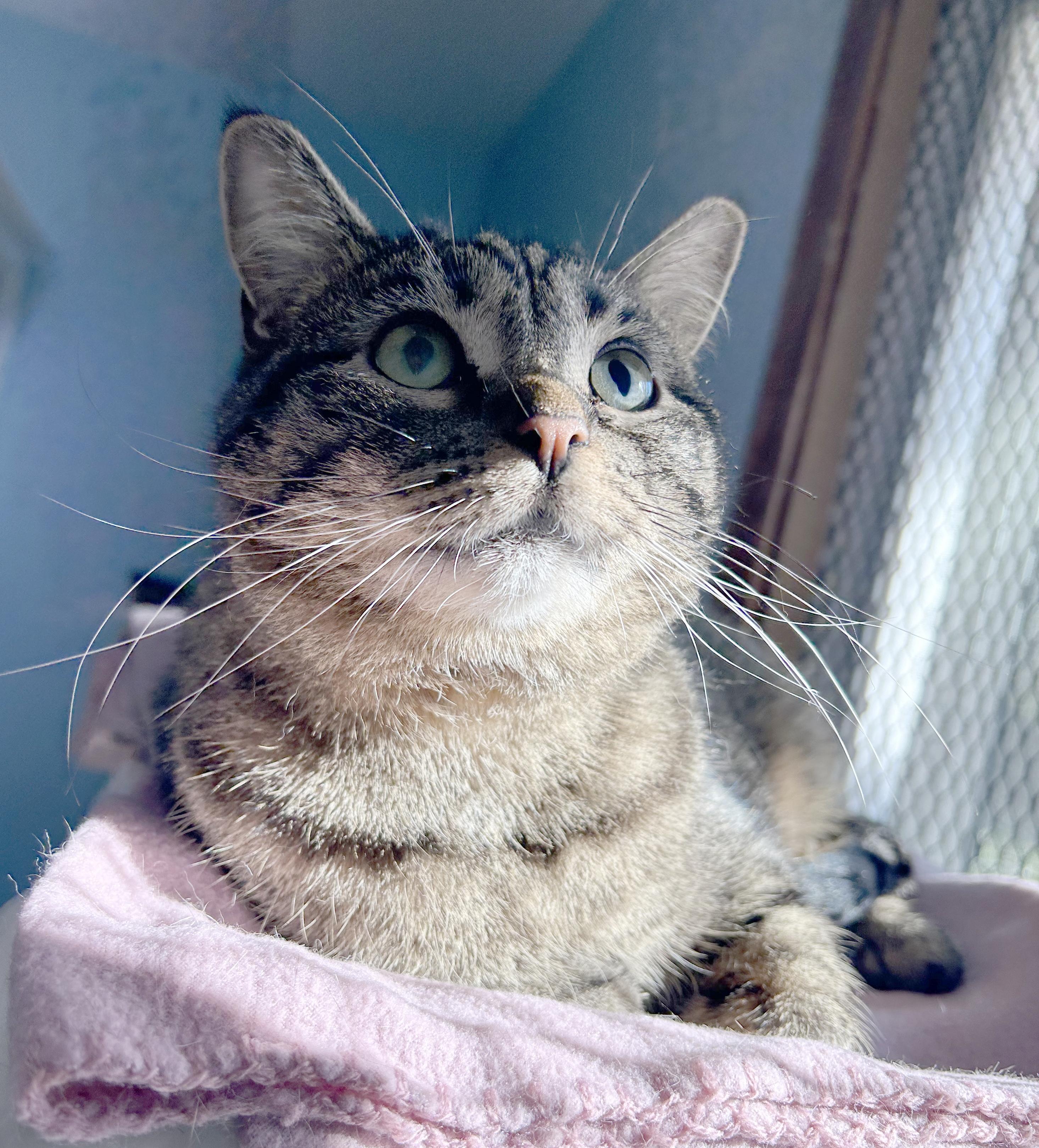 Clare, a Adoptable Tabby in Parkville, MO image 2/6