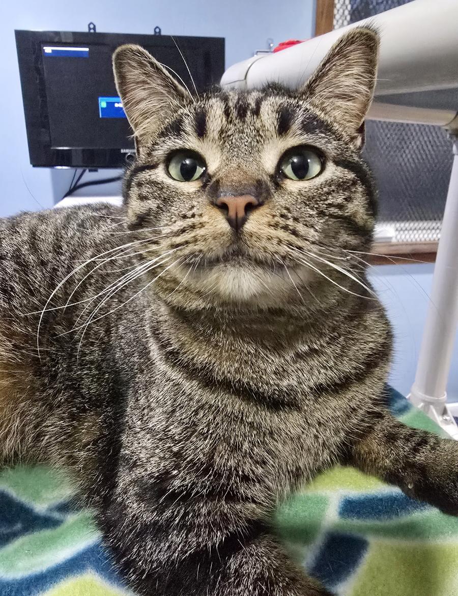 Enlarge Clare, a Adoptable Tabby in Parkville, MO image 1/6