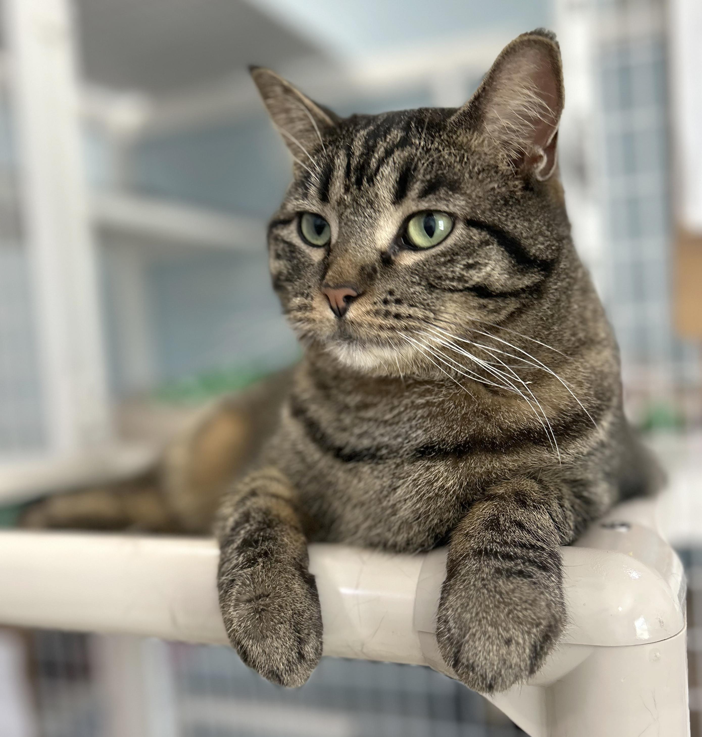 Clare, Adoptable, Adult Female Tabby.