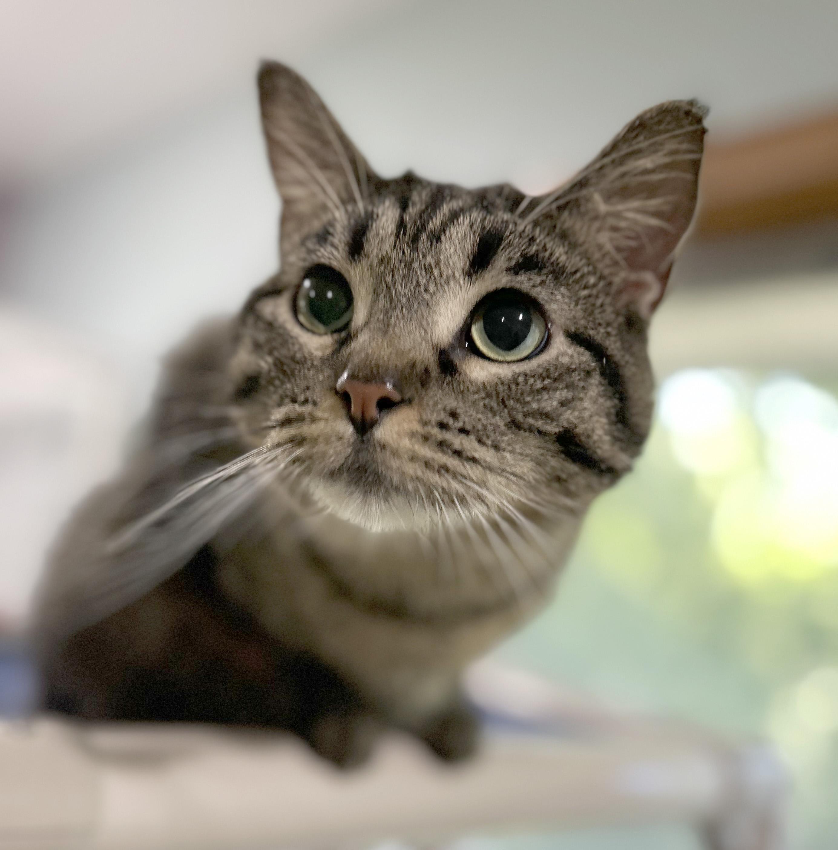 Clare, a Adoptable Tabby in Parkville, MO image 4/6