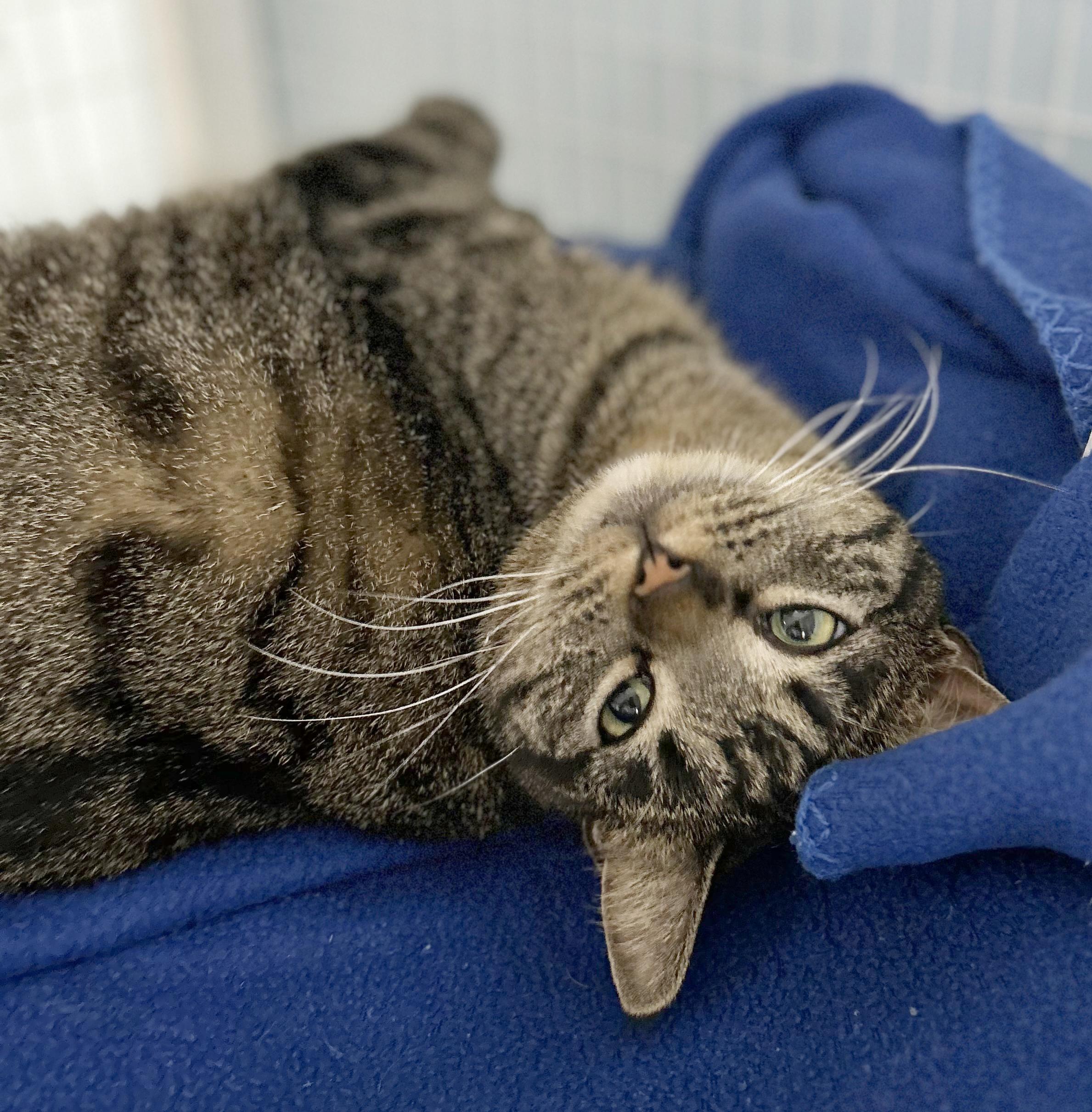 Enlarge Clare, a Adoptable Tabby in Parkville, MO image 4/6