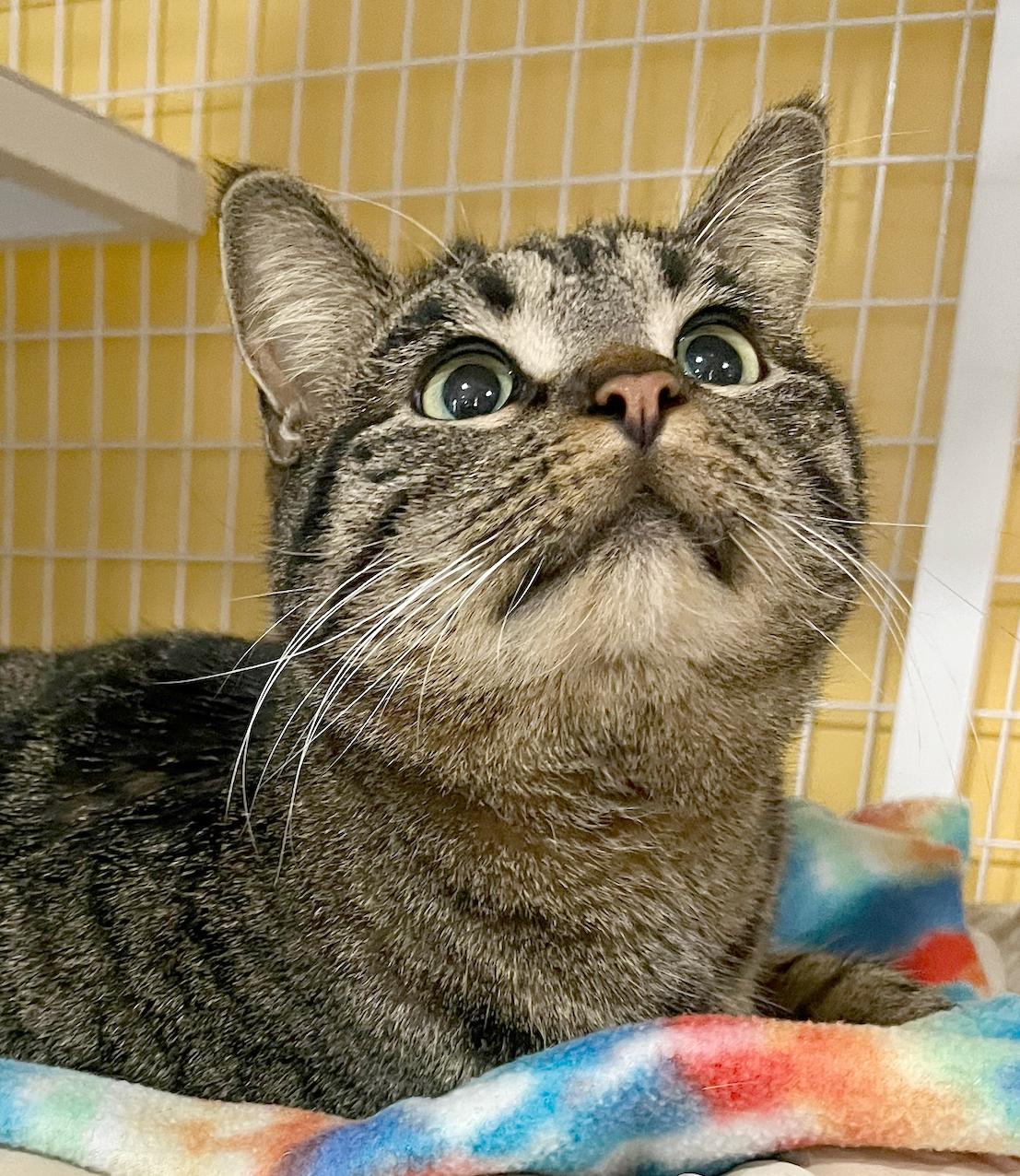 Clare — thumbnail 4