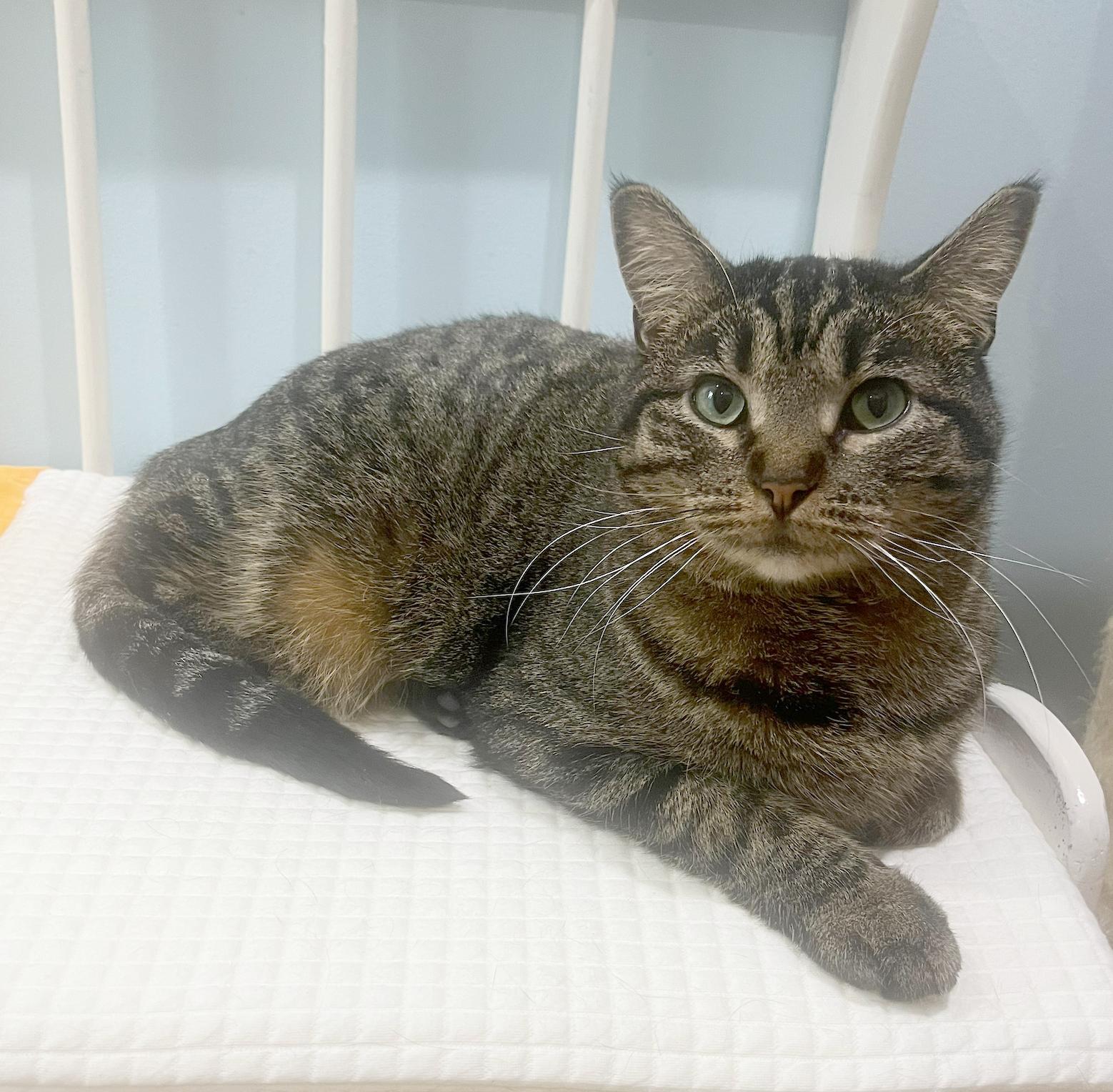 Clare, Adoptable, Adult Female Tabby.