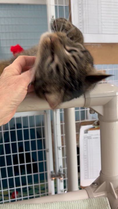 Enlarge Clare, a Adoptable Tabby in Parkville, MO video 5/6