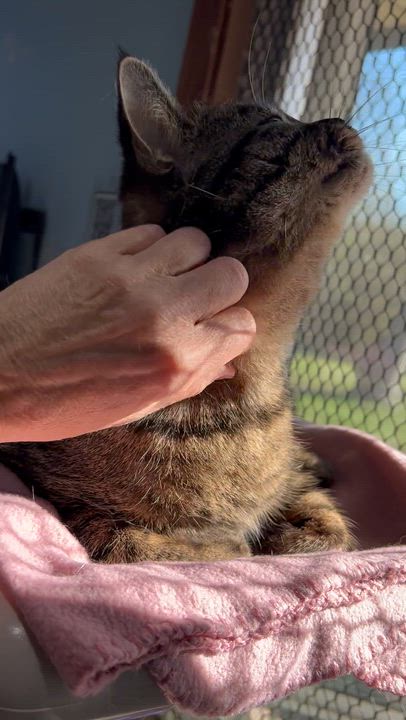 Enlarge Clare, a Adoptable Tabby in Parkville, MO video 6/6