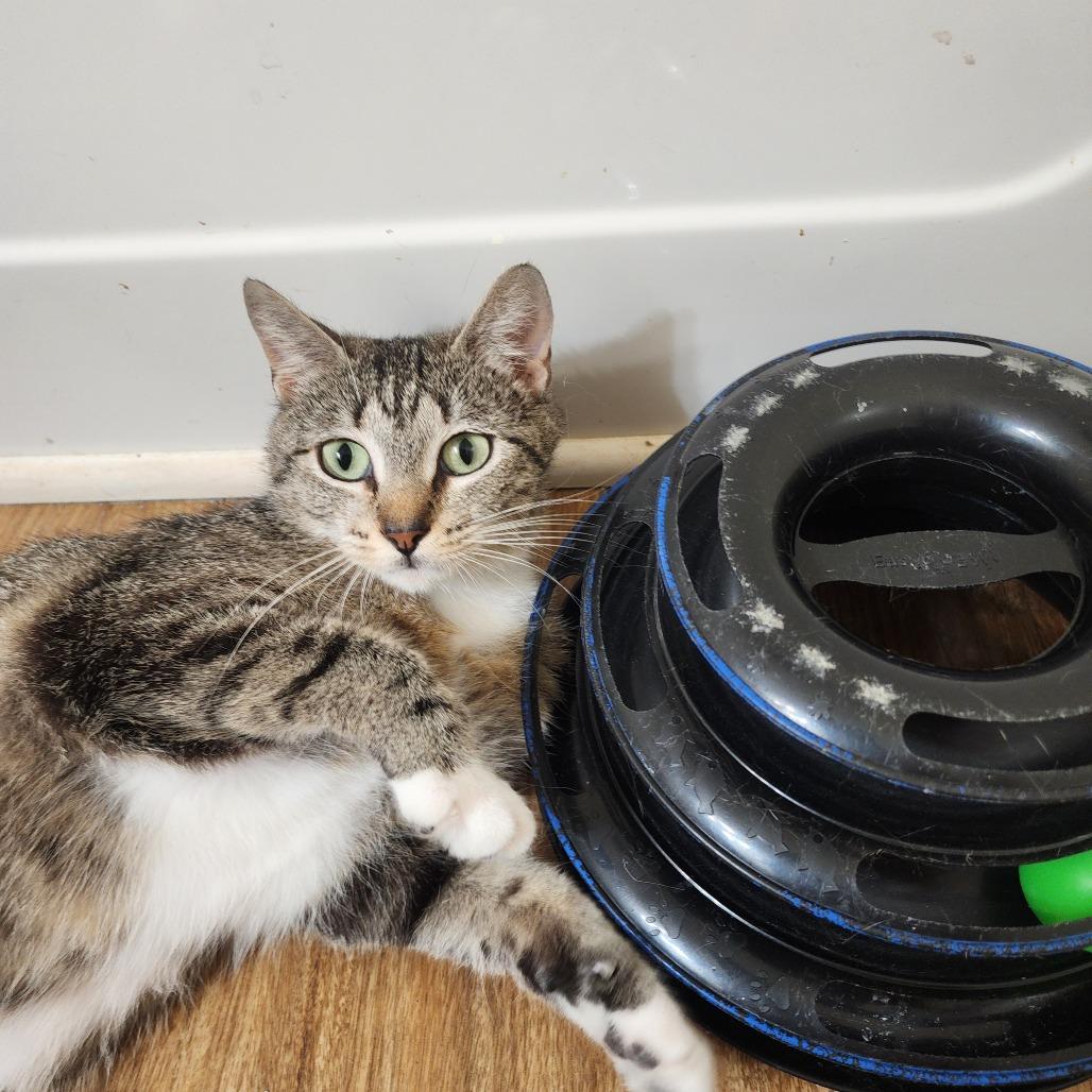 Charlize, a Adoptable Domestic Short Hair in Wichita, KS image 1/4