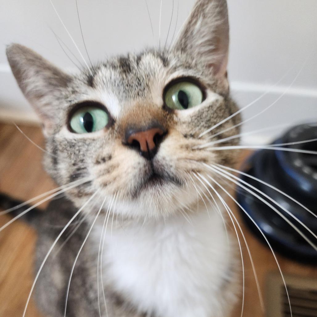 Charlize, a Adoptable Domestic Short Hair in Wichita, KS image 2/4