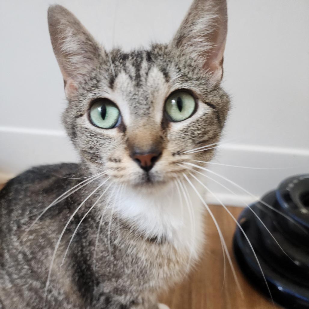 Charlize, a Adoptable Domestic Short Hair in Wichita, KS image 3/4